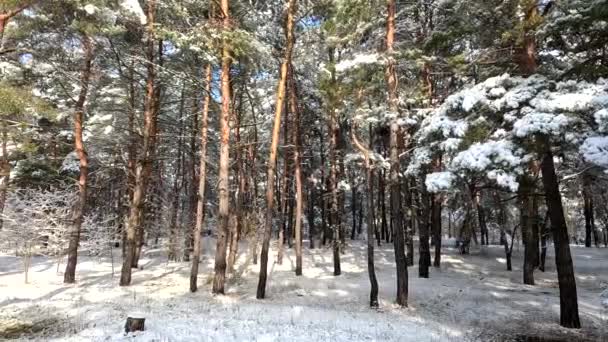 Snow Branches Trees Snow Lot Snow Forest Tree Branches Snow — Video Stock