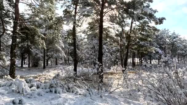 Snow Branches Trees Snow Lot Snow Forest Tree Branches Snow — Stock video