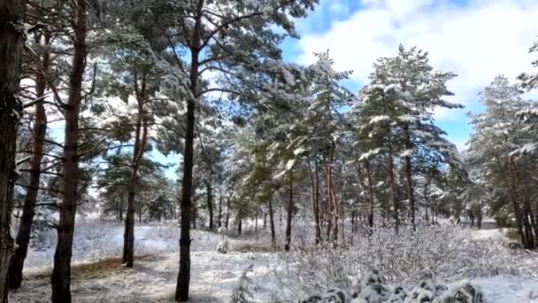 Snow Branches Trees Snow Lot Snow Forest Tree Branches Snow — Stockvideo