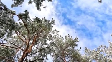 snow on the branches. trees in the snow. a lot of snow in the forest. Tree branches in the snow, close up. Winter in the forest.