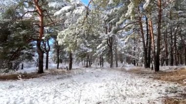 snow on the branches. trees in the snow. a lot of snow in the forest. Tree branches in the snow, close up. Winter in the forest.