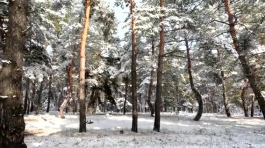 snow on the branches. trees in the snow. a lot of snow in the forest. Tree branches in the snow, close up. Winter in the forest.