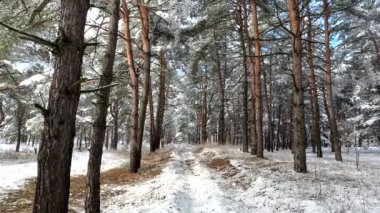 Dallarda kar var. Kardaki ağaçlar. Ormanda çok fazla kar var. Karda ağaç dalları, yaklaşın. Ormanda kış.