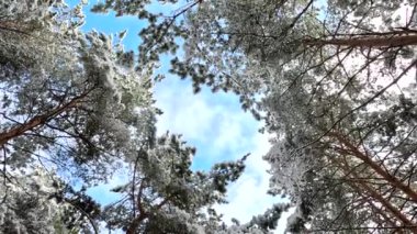 snow on the branches. trees in the snow. a lot of snow in the forest. Tree branches in the snow, close up. Winter in the forest.