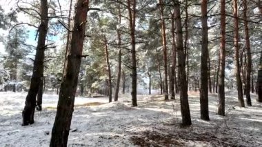 snow on the branches. trees in the snow. a lot of snow in the forest. Tree branches in the snow, close up. Winter in the forest.