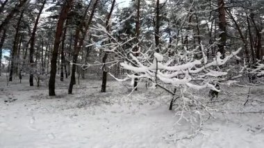 snow on the branches. trees in the snow. a lot of snow in the forest. Tree branches in the snow, close up. Winter in the forest.