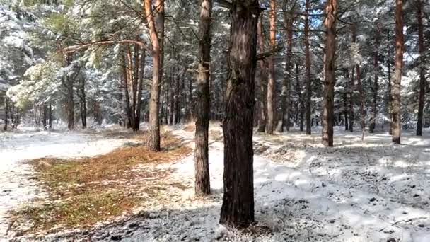 Снег Ветвях Деревья Снегу Лесу Много Снега Ветки Деревьев Снегу — стоковое видео