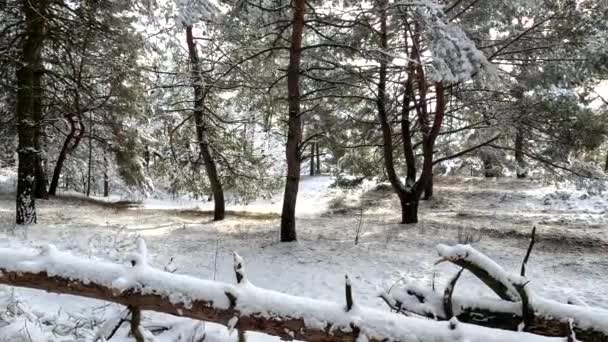 Сніг Гілках Дерева Снігу Багато Снігу Лісі Дерево Гілок Снігу — стокове відео