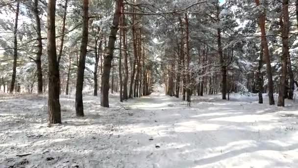 Schnee Auf Den Ästen Bäume Schnee Viel Schnee Wald Baumzweige — Stockvideo