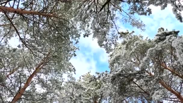 Снег Ветвях Деревья Снегу Лесу Много Снега Ветки Деревьев Снегу — стоковое видео