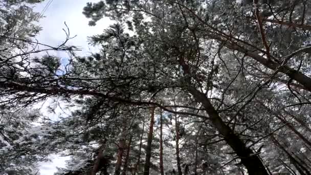 Ágakon Fák Hóban Sok Van Erdőben Ágak Hóban Közelről Tél — Stock videók