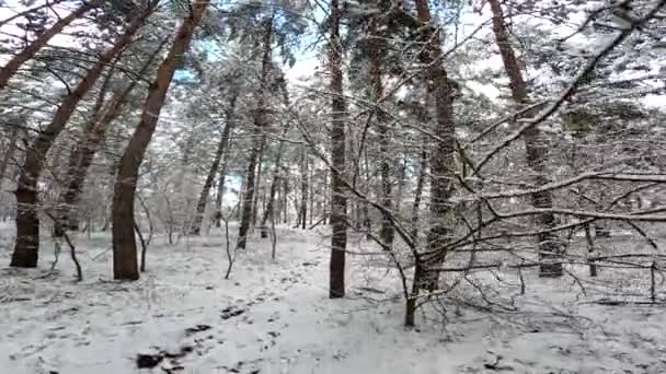 Sníh Větvích Stromy Sněhu Lese Spousta Sněhu Větve Stromů Sněhu — Stock video