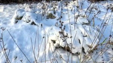 dry grass under snow.Gentle fluffy snowflakes covering dry grass on frozen field sunny winter day. Frozen dried grass covered soft fallen snow close up. cold season nature.