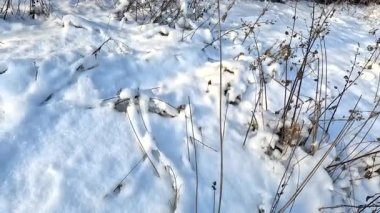 Kar altında kuru çimenler. Yumuşak yumuşak kar taneleri dondurucu kış gününde kuru çimenleri kaplıyor. Donmuş çimenler yumuşak kar yağışıyla kaplanmış. Soğuk mevsim.