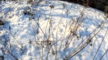 dry grass under snow.Gentle fluffy snowflakes covering dry grass on frozen field sunny winter day. Frozen dried grass covered soft fallen snow close up. cold season nature.