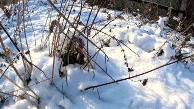 dry grass under snow.Gentle fluffy snowflakes covering dry grass on frozen field sunny winter day. Frozen dried grass covered soft fallen snow close up. cold season nature.