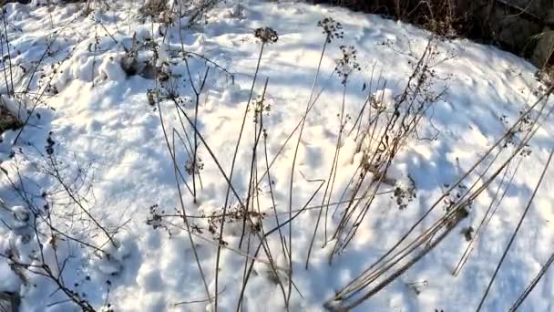 Hierba Seca Bajo Nieve Copos Nieve Suaves Esponjosos Que Cubren — Vídeos de Stock