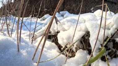 dry grass under snow.Gentle fluffy snowflakes covering dry grass on frozen field sunny winter day. Frozen dried grass covered soft fallen snow close up. cold season nature.