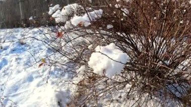 dry grass under snow.Gentle fluffy snowflakes covering dry grass on frozen field sunny winter day. Frozen dried grass covered soft fallen snow close up. cold season nature.