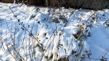 dry grass under snow.Gentle fluffy snowflakes covering dry grass on frozen field sunny winter day. Frozen dried grass covered soft fallen snow close up. cold season nature.