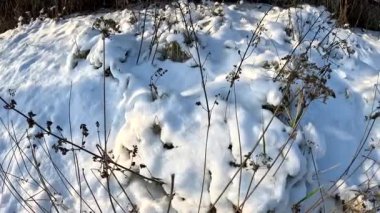 dry grass under snow.Gentle fluffy snowflakes covering dry grass on frozen field sunny winter day. Frozen dried grass covered soft fallen snow close up. cold season nature.