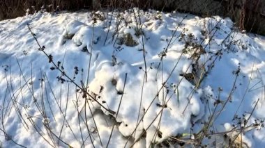 dry grass under snow.Gentle fluffy snowflakes covering dry grass on frozen field sunny winter day. Frozen dried grass covered soft fallen snow close up. cold season nature.