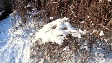 dry grass under snow.Gentle fluffy snowflakes covering dry grass on frozen field sunny winter day. Frozen dried grass covered soft fallen snow close up. cold season nature.