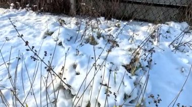 dry grass under snow.Gentle fluffy snowflakes covering dry grass on frozen field sunny winter day. Frozen dried grass covered soft fallen snow close up. cold season nature.