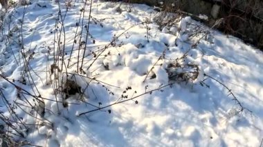 dry grass under snow.Gentle fluffy snowflakes covering dry grass on frozen field sunny winter day. Frozen dried grass covered soft fallen snow close up. cold season nature.