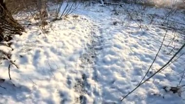 man walks in the snow. path in the snow. animal footprints and paws in the snow. walk in winter. Legs of man walking on snow with footprints on snowy day.