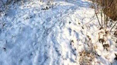 Adam karda yürüyor. Kardaki patika. Karda hayvan ayak izleri ve pençeler. Kışın yürüyüş. Karlı bir günde ayak izleriyle karda yürüyen insan bacakları..