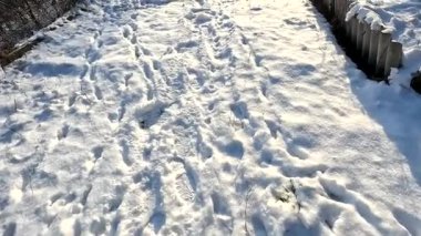 man walks in the snow. path in the snow. animal footprints and paws in the snow. walk in winter. Legs of man walking on snow with footprints on snowy day.