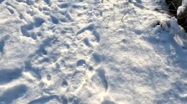 man walks in the snow. path in the snow. animal footprints and paws in the snow. walk in winter. Legs of man walking on snow with footprints on snowy day.