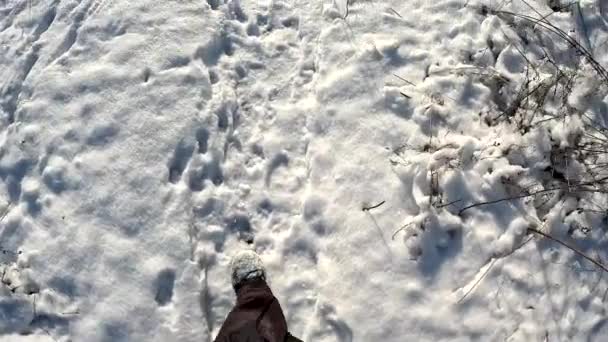 Man Walks Snow Path Snow Animal Footprints Paws Snow Walk — Video