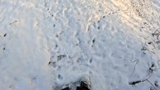 Man Walks Snow Path Snow Animal Footprints Paws Snow Walk — Stockvideo