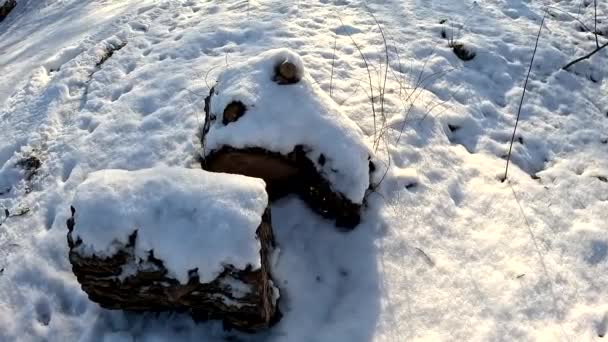 Toco Seco Neve Neve Uma Árvore Quebrada Inverno Floresta Cortar — Vídeo de Stock