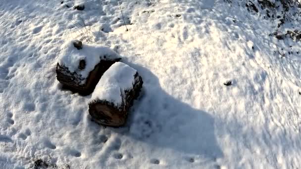 Souche Sèche Dans Neige Neige Sur Arbre Brisé Hiver Dans — Video
