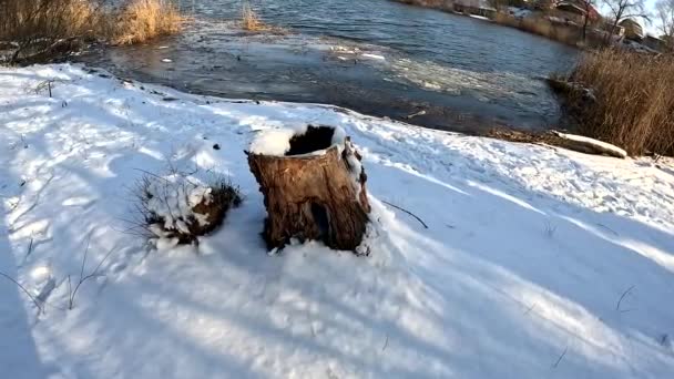 Ciot Uscat Zăpadă Zăpadă Copac Rupt Iarna Pădure Copac Tăiat — Videoclip de stoc