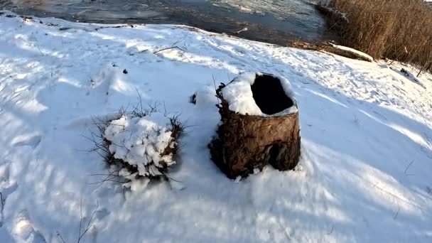 雪の中の乾いた切り株 壊れた木の上の雪 森の中の冬 木や雪を切り — ストック動画