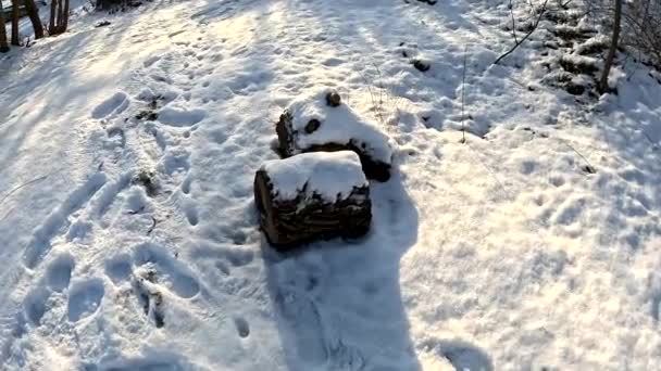 Suchy Kikut Śniegu Śnieg Rozbitym Drzewie Zima Lesie Ścięte Drzewo — Wideo stockowe