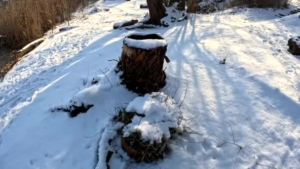 Dry Stump Snow Snow Broken Tree Winter Forest Cut Tree — Stock Video