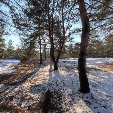 spring thaw. snow melts in the forest. shadows on the snow. first spring grass and snow. sun and forest. walk through the pines. tall pines. tree shadows. sun on earth.