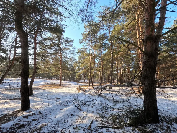 spring thaw. snow melts in the forest. shadows on the snow. first spring grass and snow. sun and forest. walk through the pines. tall pines. tree shadows. sun on earth.