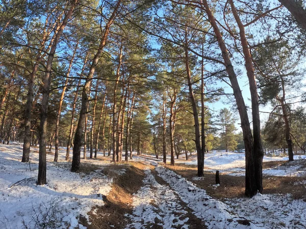 spring thaw. snow melts in the forest. shadows on the snow. first spring grass and snow. sun and forest. walk through the pines. tall pines. tree shadows. sun on earth.