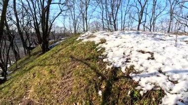 spring thaw. snow melts in the forest. shadows on the snow. first spring grass and snow. sun and forest. walk through the pines. tall pines. tree shadows. sun on earth.