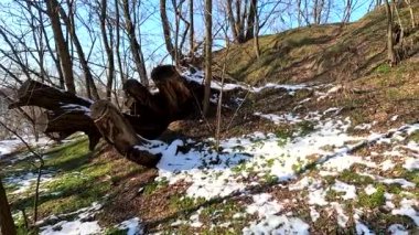 spring thaw. snow melts in the forest. shadows on the snow. first spring grass and snow. sun and forest. walk through the pines. tall pines. tree shadows. sun on earth.