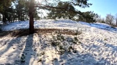 spring thaw. snow melts in the forest. shadows on the snow. first spring grass and snow. sun and forest. walk through the pines. tall pines. tree shadows. sun on earth.