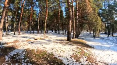 spring thaw. snow melts in the forest. shadows on the snow. first spring grass and snow. sun and forest. walk through the pines. tall pines. tree shadows. sun on earth.