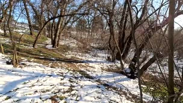 Spring Thaw Snow Melts Forest Shadows Snow First Spring Grass — 图库视频影像