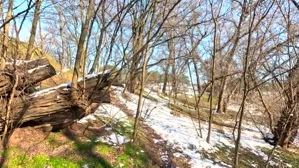 Весенняя Оттепель Лесу Тает Снег Тени Снегу Первая Весенняя Трава — стоковое видео
